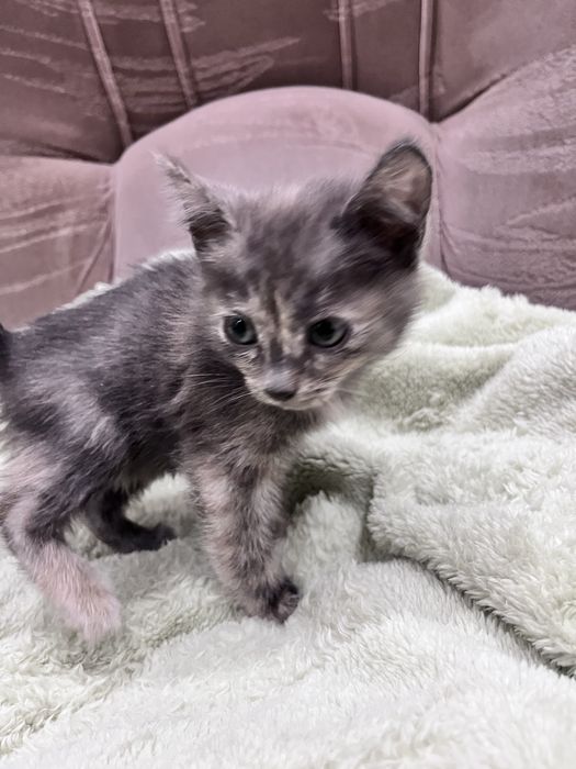 Отдам в хорошие руки