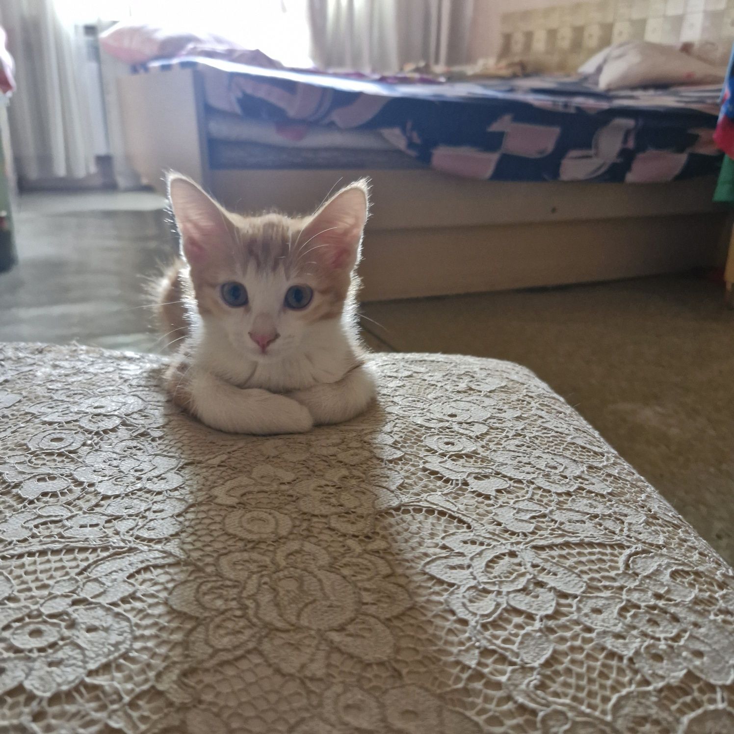 Отдам котёнка  в хорошие заботливые руки