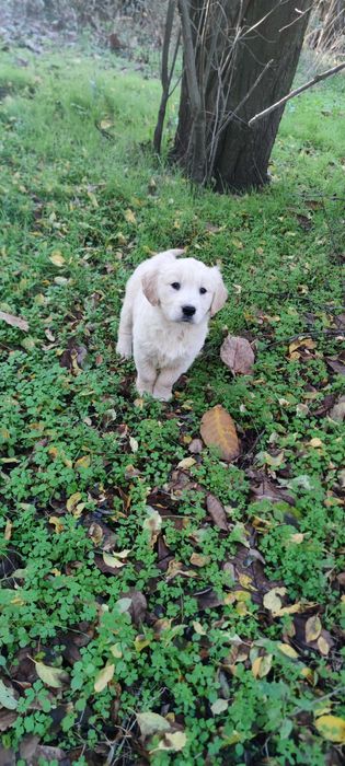Голдън ретривър две мъжки