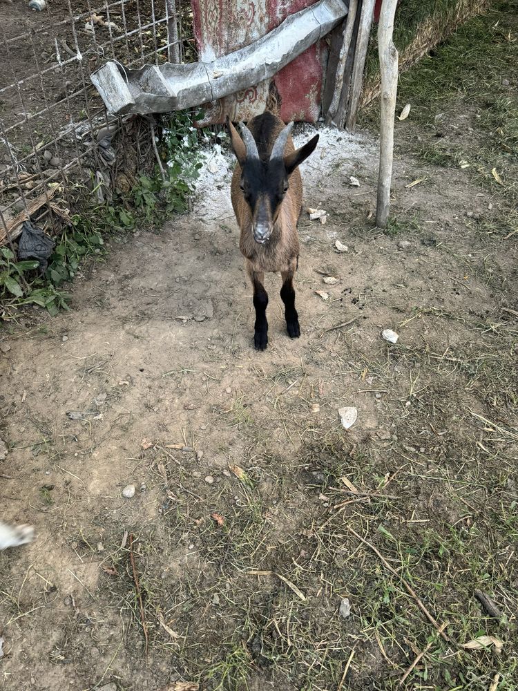 Vand tap de 2 luni sau schimb cu o iedita alpina franceza