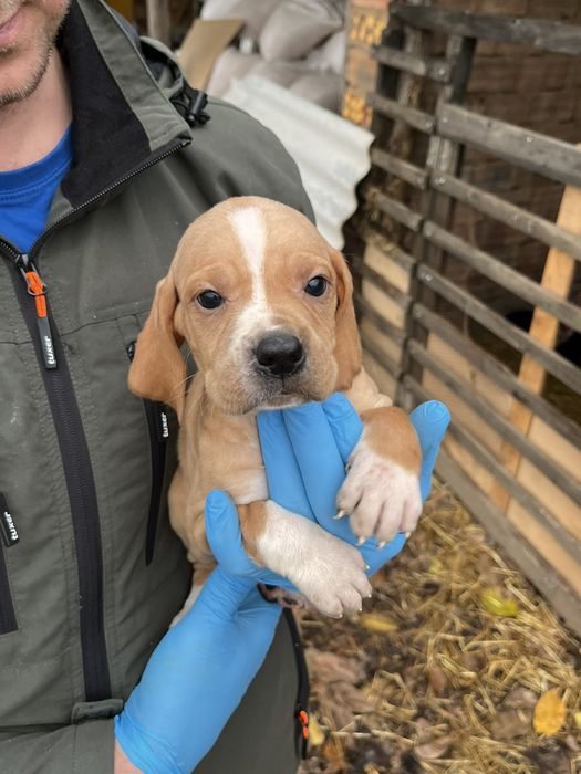 Английски пойнтер