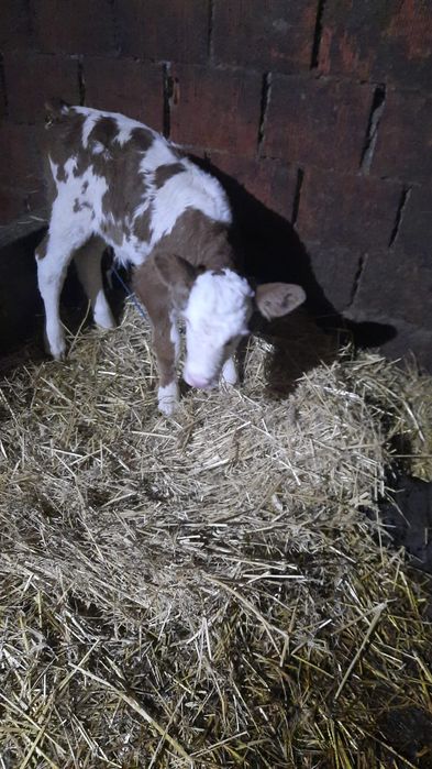 Vand vitea baltata romaneasca