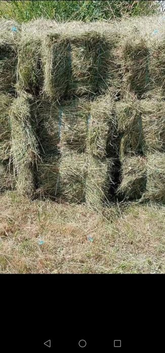 Vînd baloți de fîn și otavă