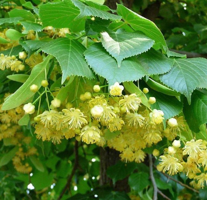 Vând puieți de tei arginti originali