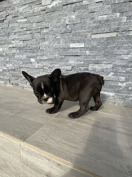 Buldog Francez femelă – 8 săptămâni
