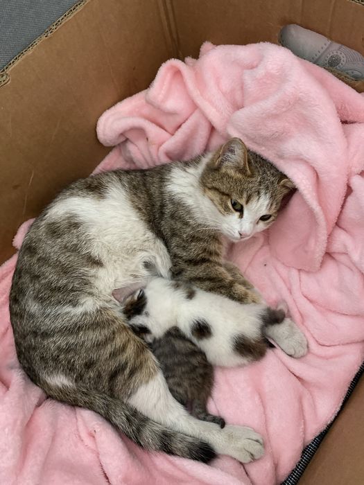 Отдам даром в хорошие руки