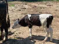Vaca cu vițel sugar