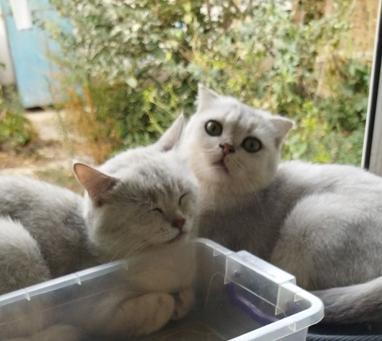 Вязка красивого кота