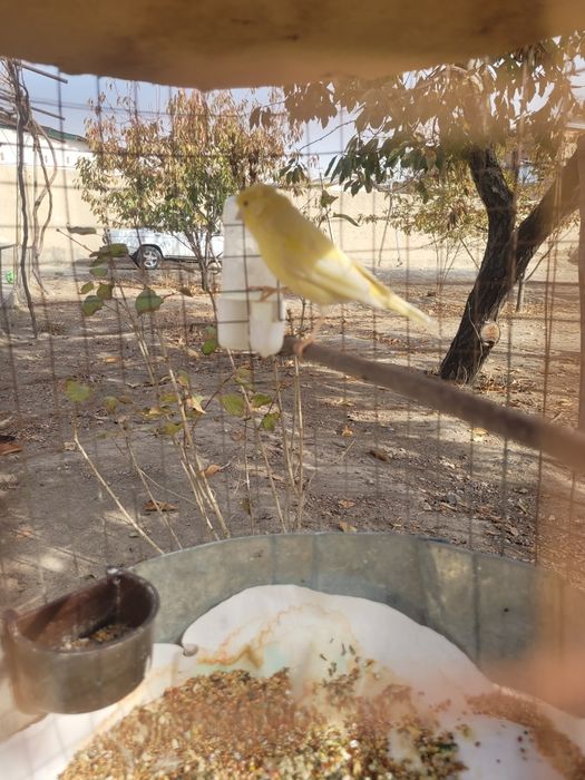 Плановой канарекала сотилади