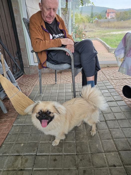 Куче Пекинез на 9 месеца