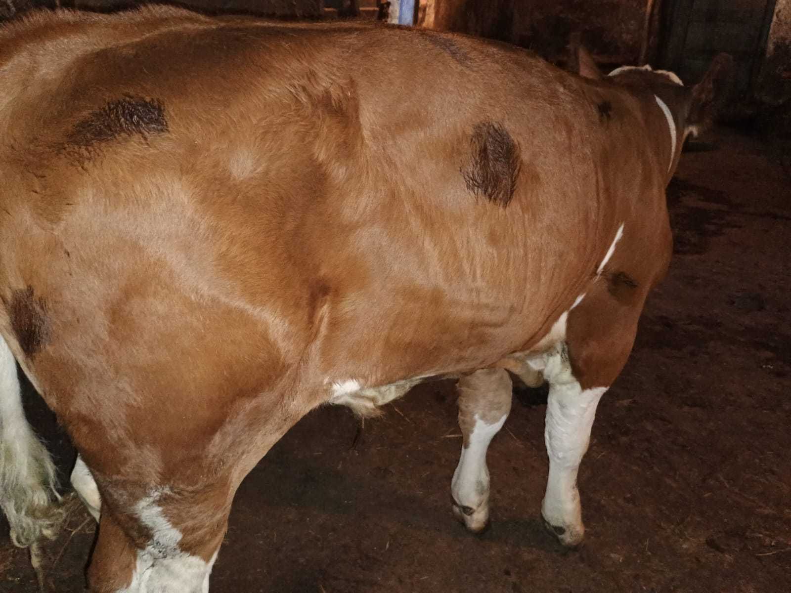 Tauras de 3 luni,  de vanzare