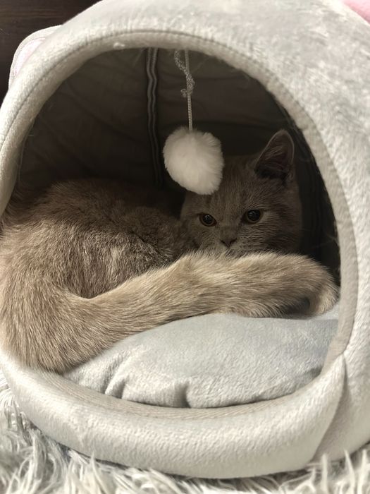 Pisoi British-Shorthair Cappucino