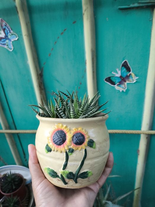 Комнатные цветы из дома