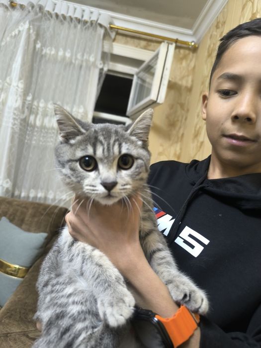 Skotish strayt toza qon