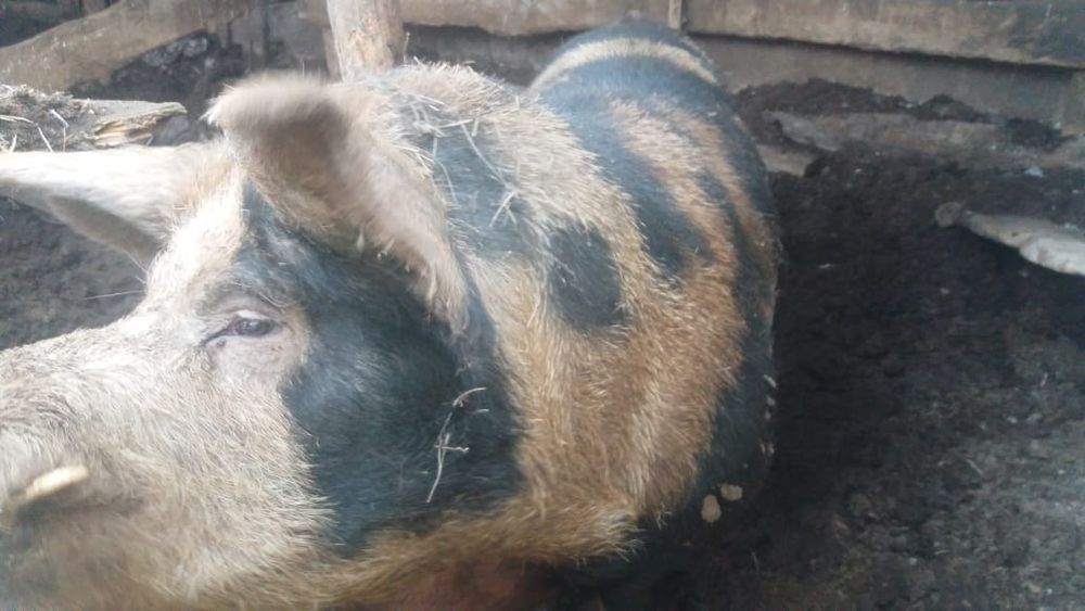 Продам кабана производителя