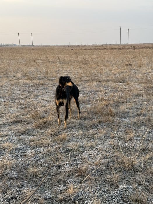 продам тазы кабель