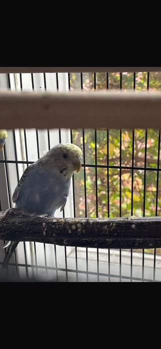 Donez perus cu vârsta până în 1 an