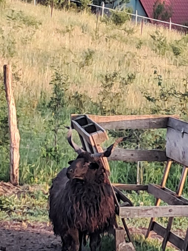 Vând berbeci si două  oi racka ( ratca) de diverse vârste/