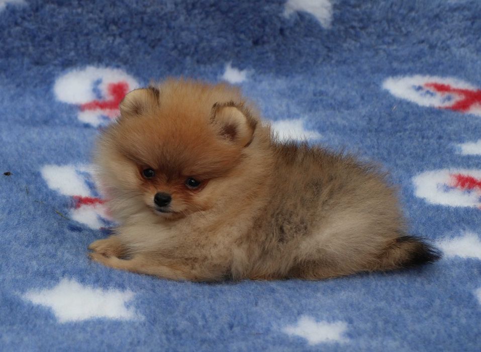 Pomeranian cu pedigree FCI