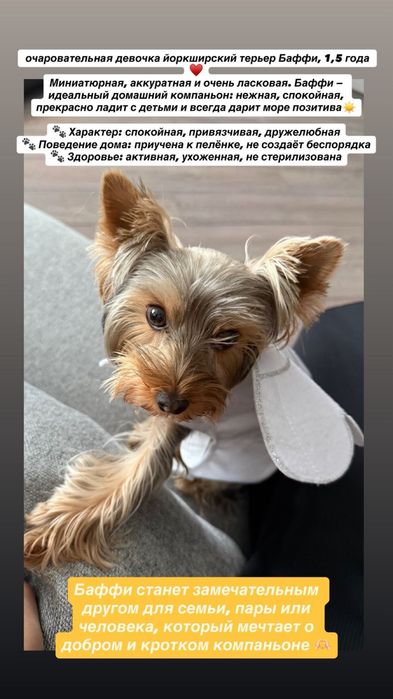 Йоркширский терьер 1,5 года