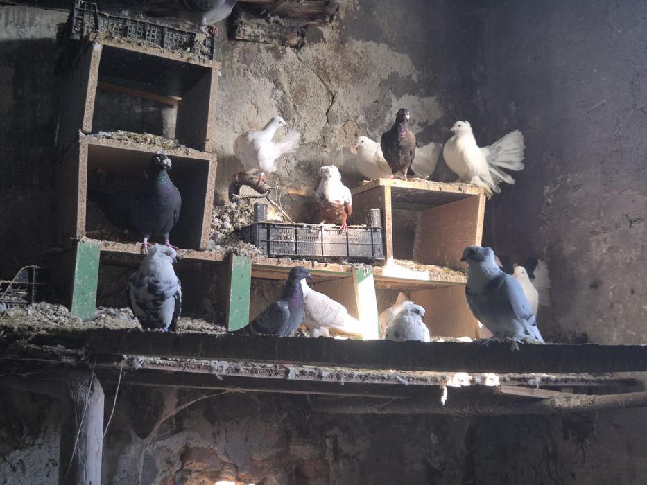 Vând porumbei voiajori stil vechi