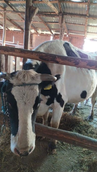 Vând vaca Baltata cu negru romaneasca(tip holstein)