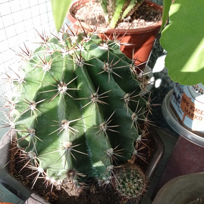 Кактуси в кофички