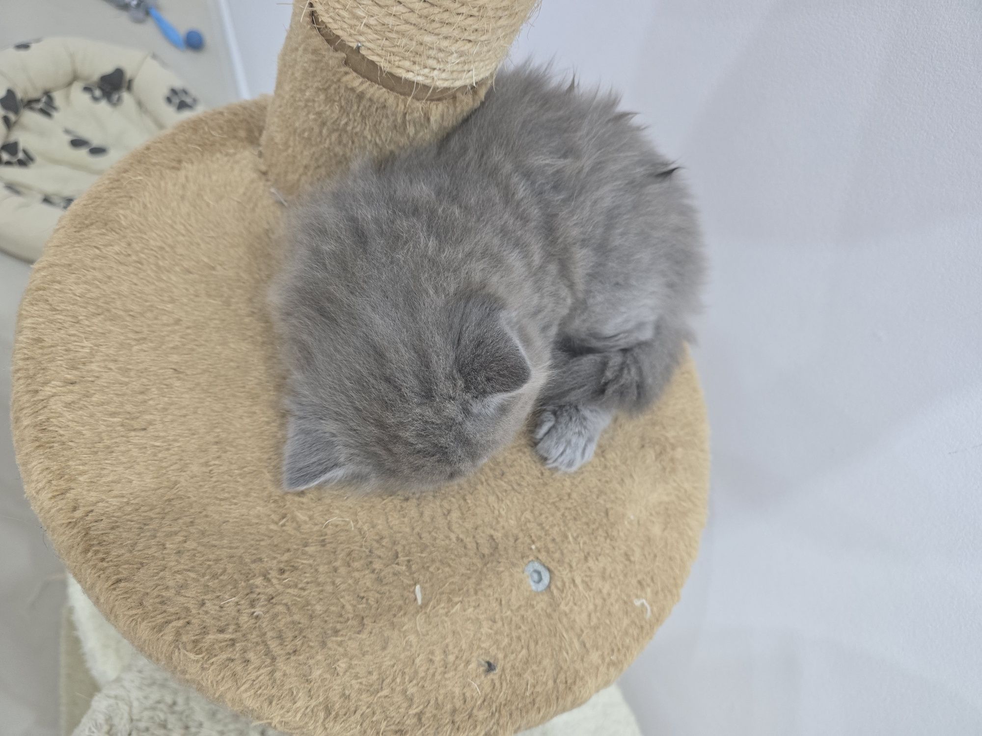 Британска късокосместа котка / British shorthair cat