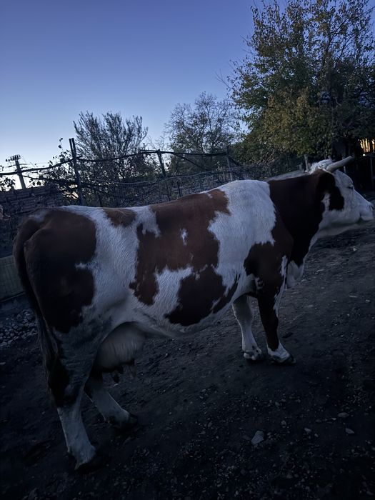 Vaca de vazare gestanta