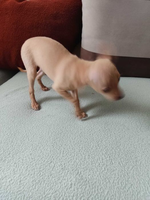 Продавам мини пинчер