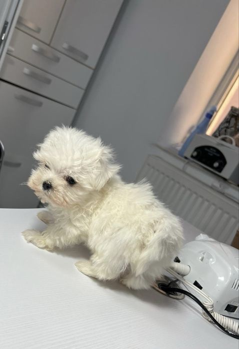 Bichon Maltez talie mica