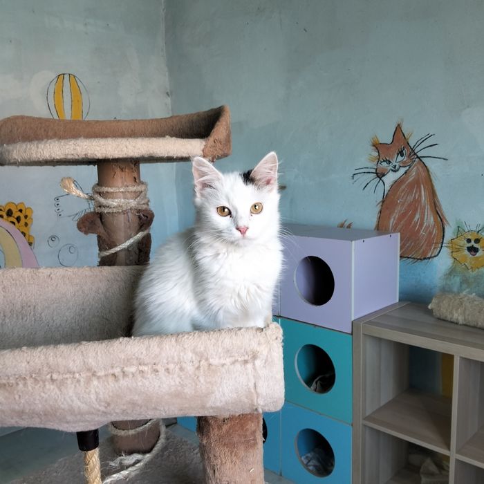 Чудо котятки красавчики