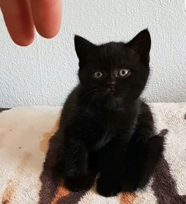 Британские девочки 1.5 мес черный окрас, ходят в лоток