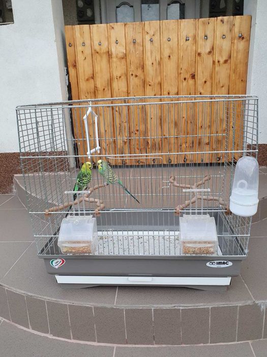 Vand papagali Perusi 2