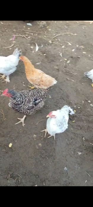 Puicuțe și cocoși de anu aceasta