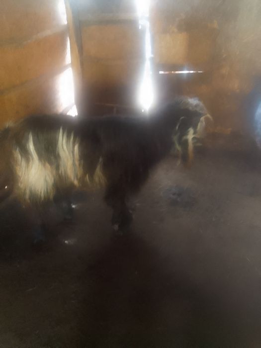 Ţap  de vânzare  din  mamă  zanen  şi tată  metis de alpin Francez