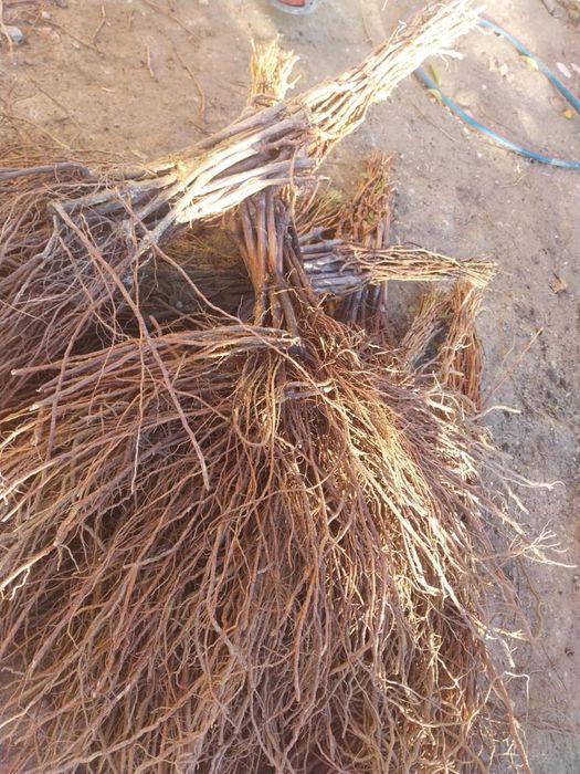 Butasi vita de vie Soi hibrid