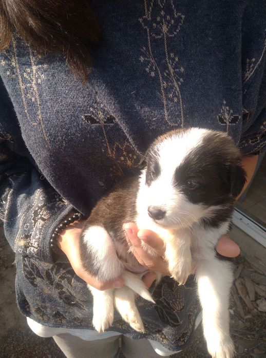 Продаются щеночки охранники