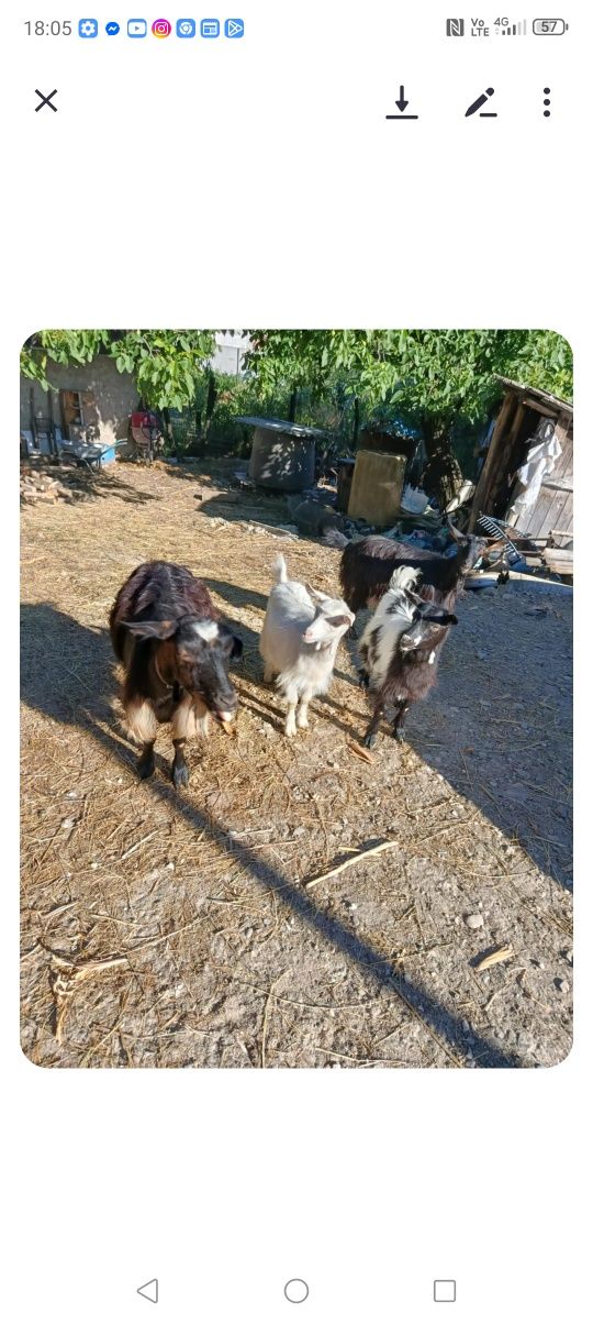 Capre și iezi de vânzare