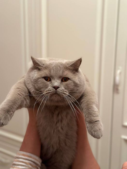 Продается Британский кот