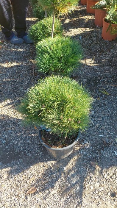 Arțar,cedru,glob,brazii,yucca,aurea,leylandi,pin,prunus,pepinieră