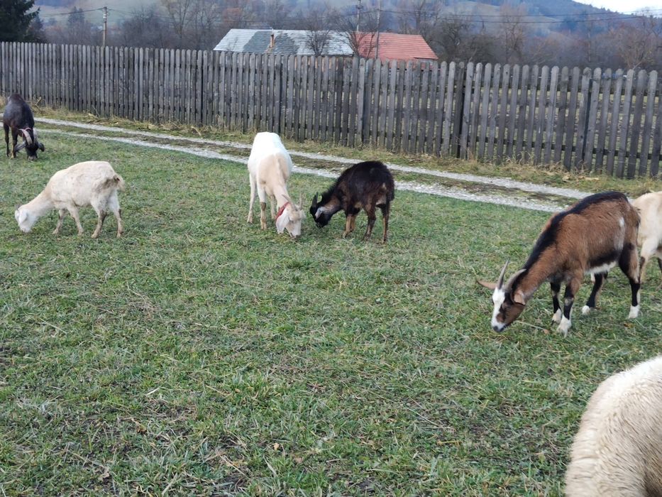 Capre și țap de vânzare