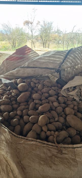 Cartofi pentru animale