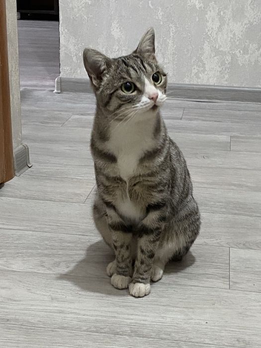 Отдам кота в хорошие руки