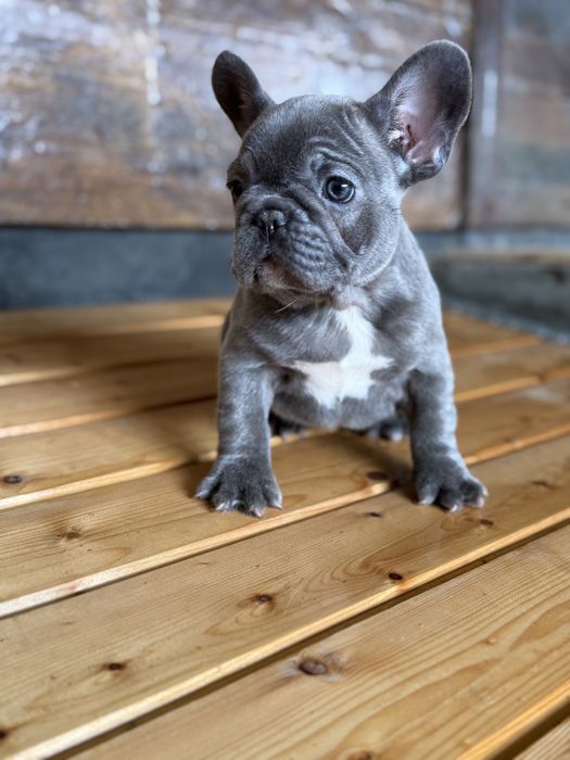 Bulldog francez Blue F