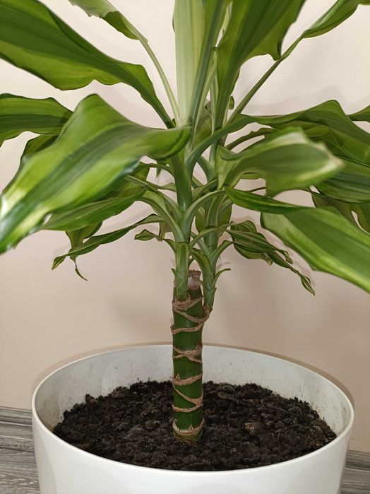 Trunchiul Fericirii 1m înalt