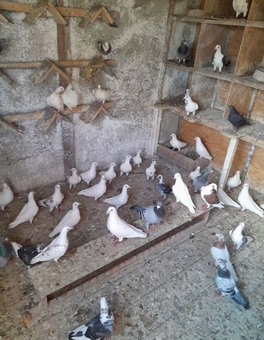 Vând porumbei voiajori