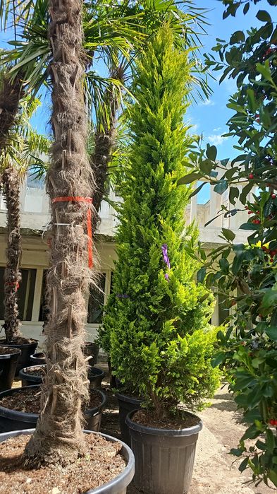Spirale pon pon magnolia laur englezesc Photinia brazi pini enupar