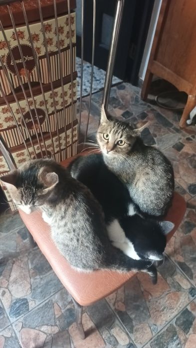 Donez pisoi frumoși și jucăuși