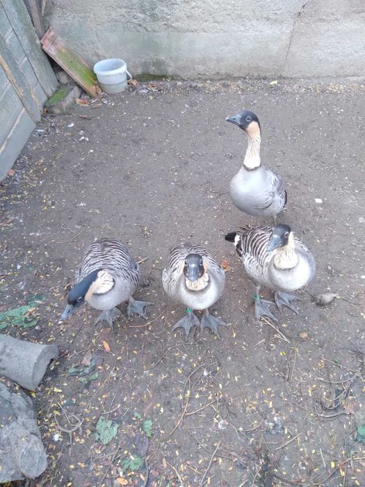 Vand gaste hawaiene (Branta sandvicensis)